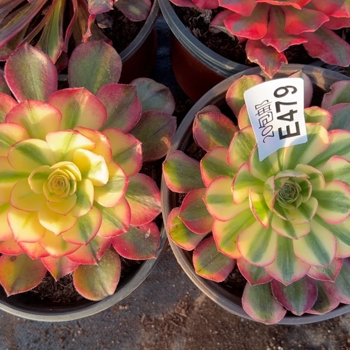 多肉植物479种植物