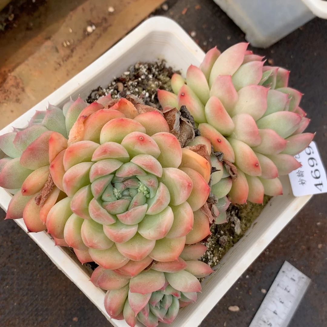 4699杂交精品基地14厘米