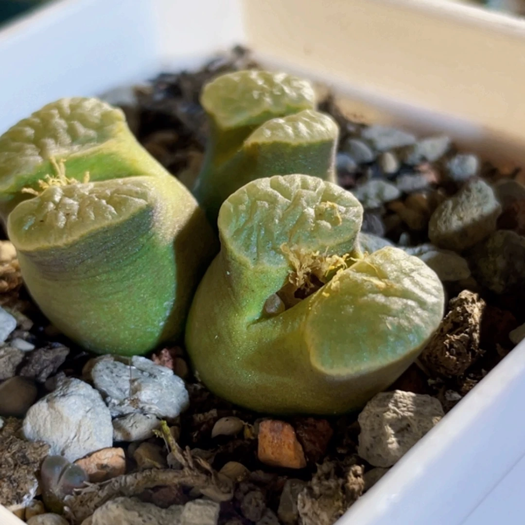 绿体磁铁植物一物一拍