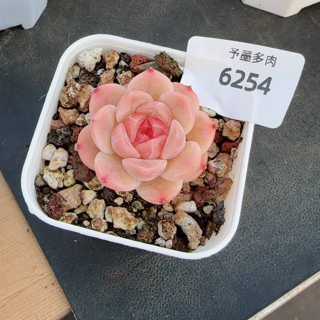 冰魄，6254多肉植物