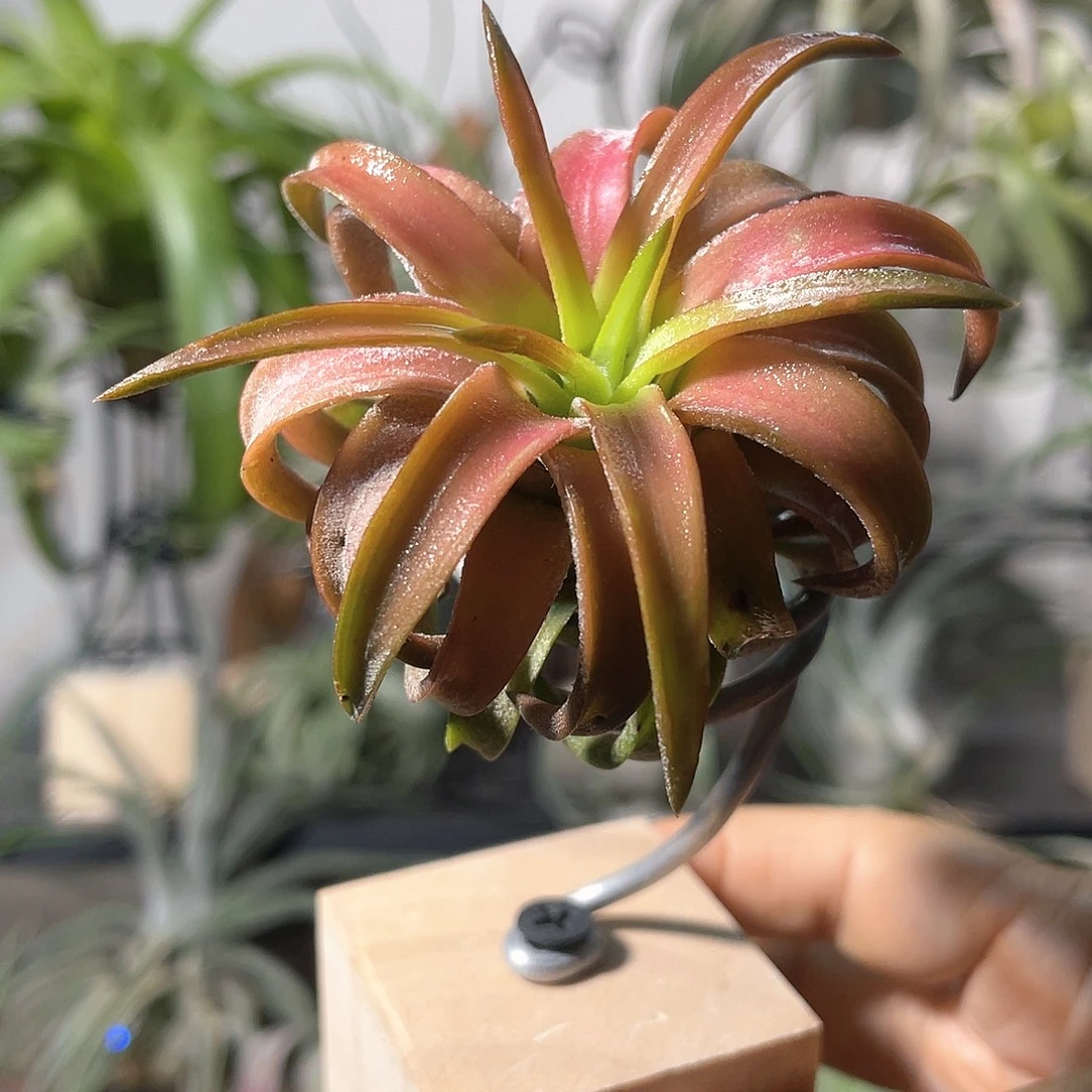 橙万汉47号 空气凤梨