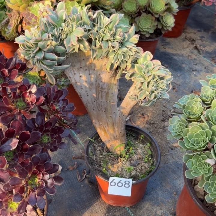 灿烂缀多肉植物不包损668会氧化发黑