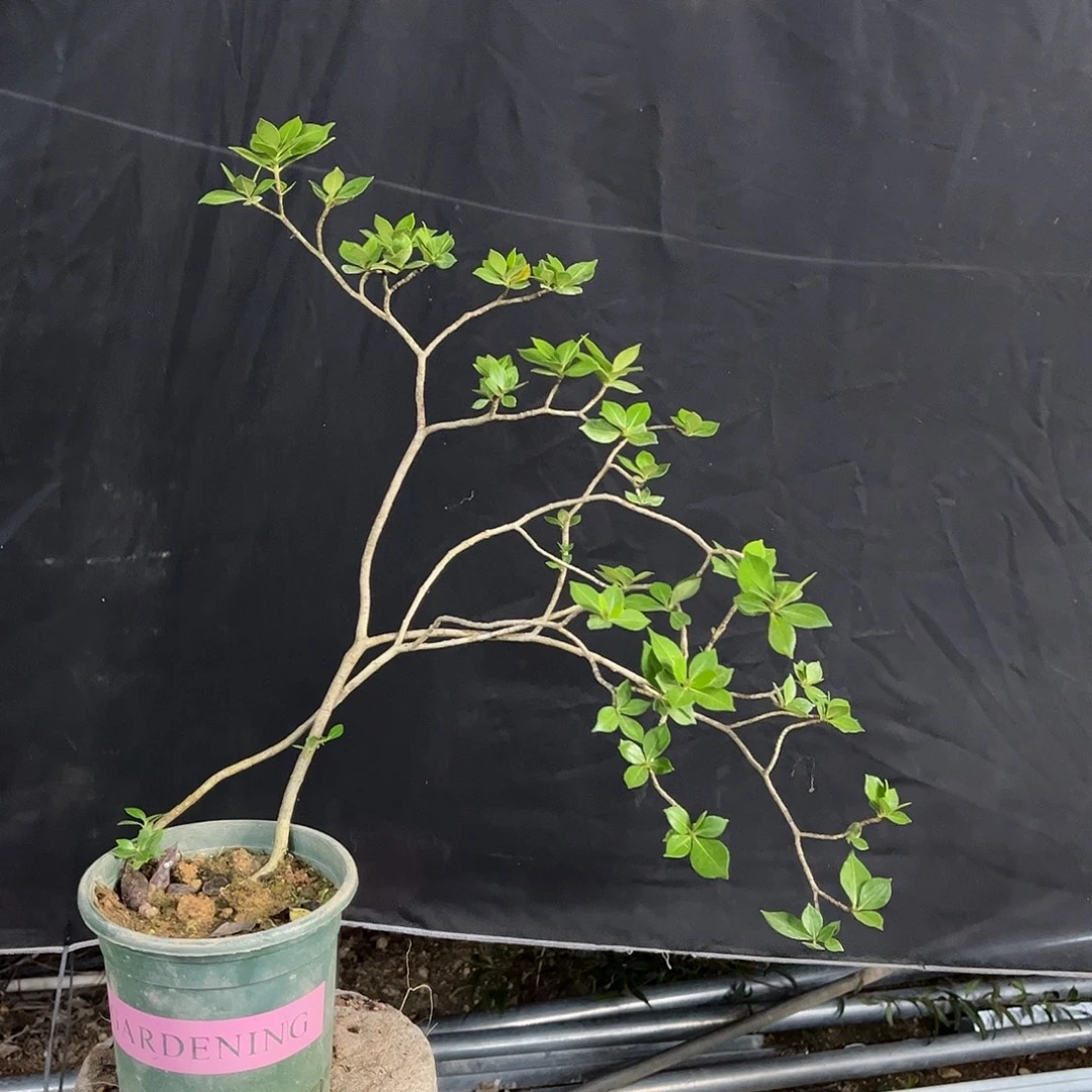 神***扬来来来，现在来了，现在在