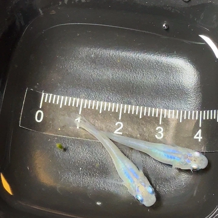 青鳉鱼55号拍品水滴梦幻