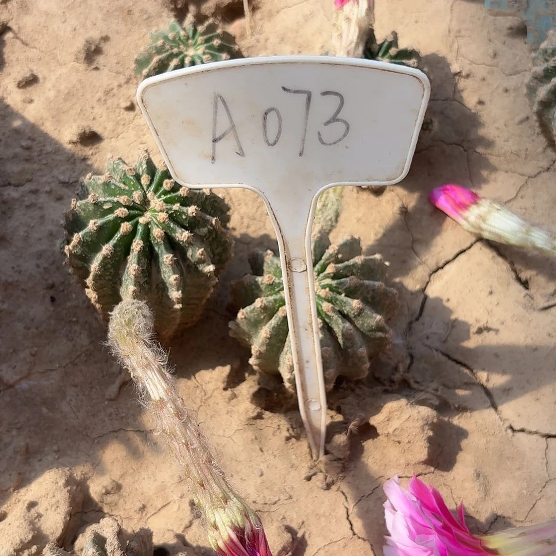 A073,香风瑕疵歪头4cm