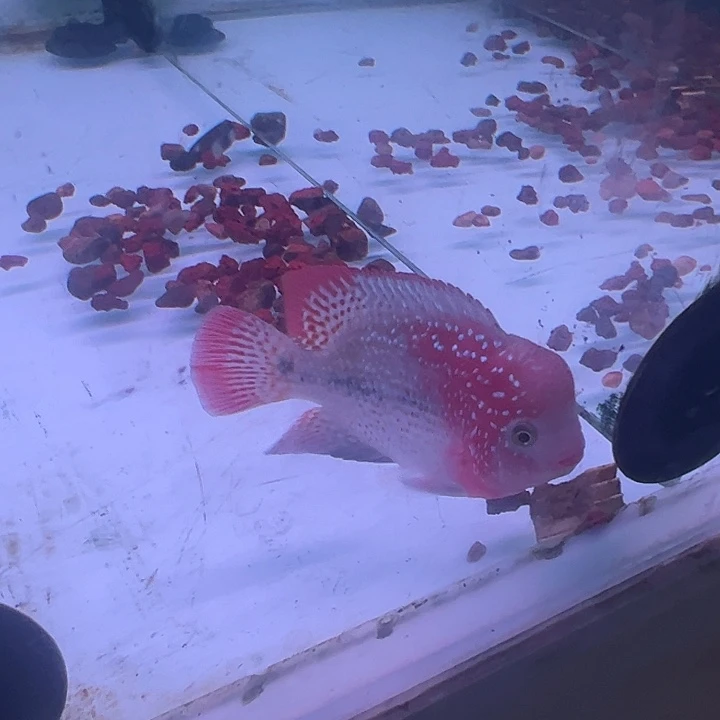 海水鱼古幻罗汉观赏鱼