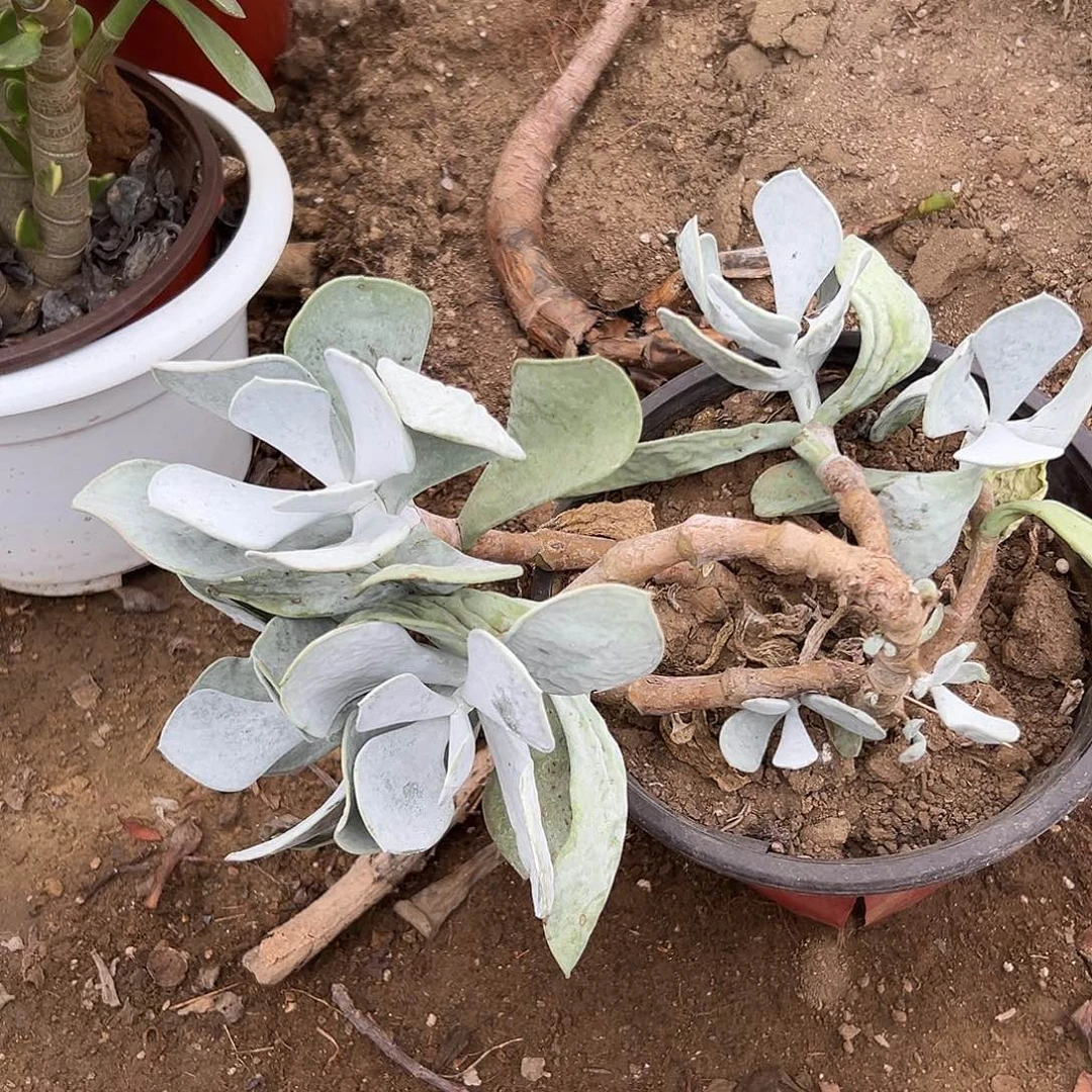 多肉植物轮回花月