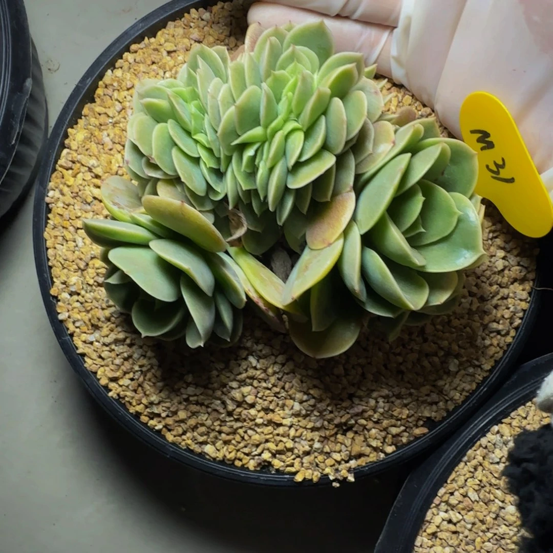 m m m m m m m m 31