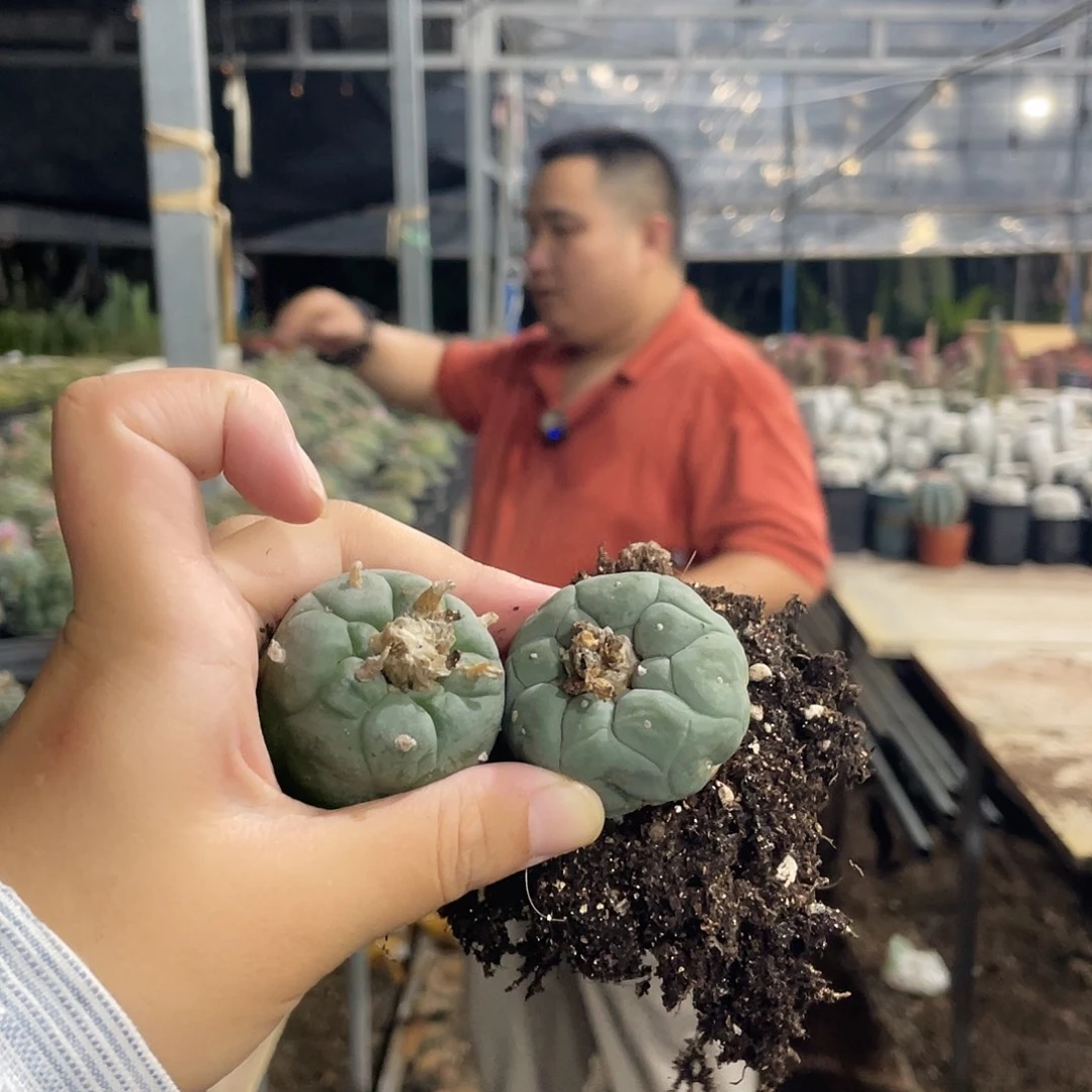 3-4草球两颗发货