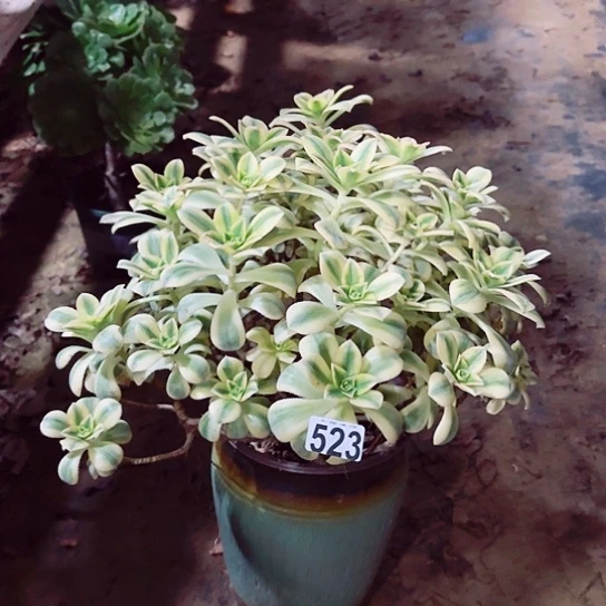 523星爆老桩法师