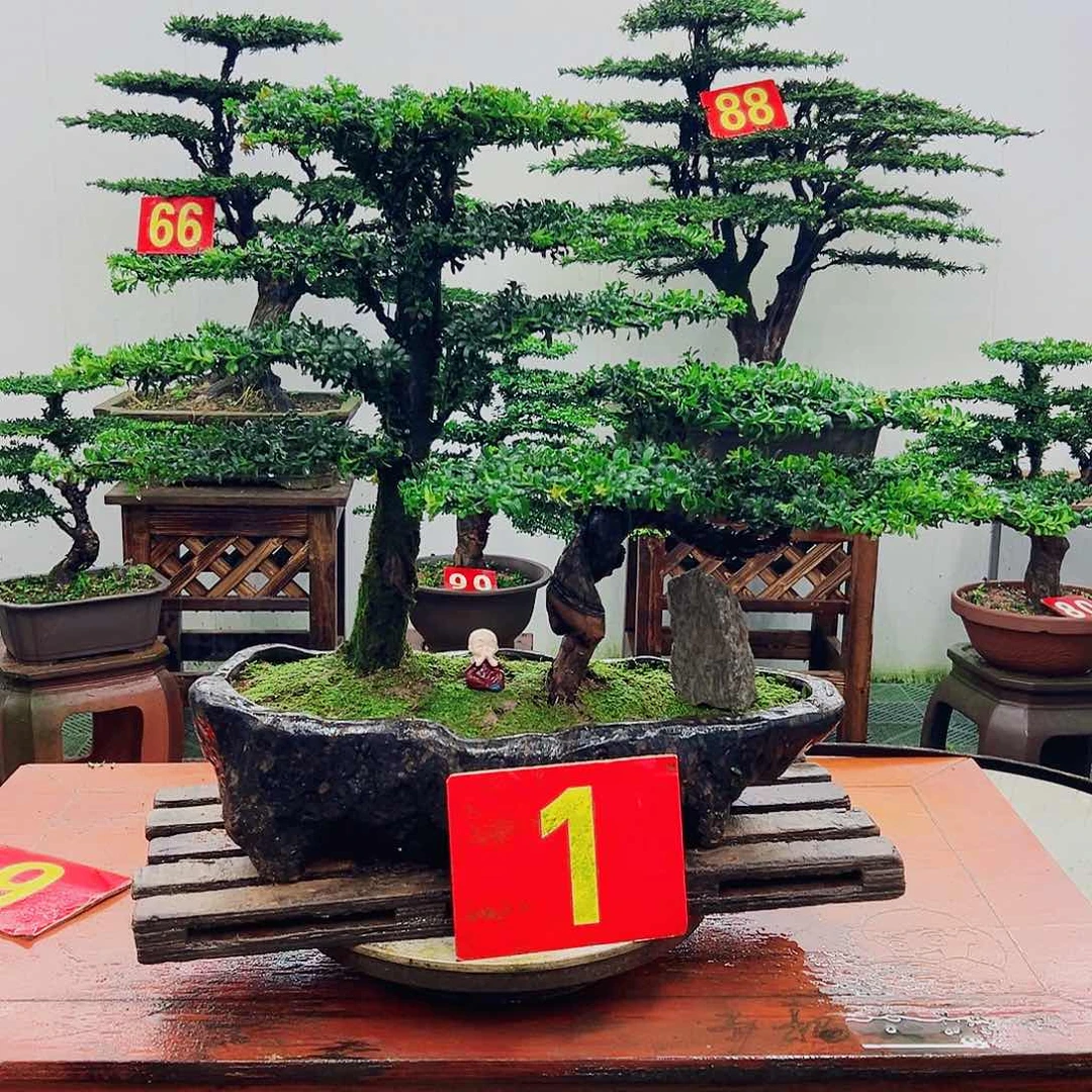 不开花植物罗汉松