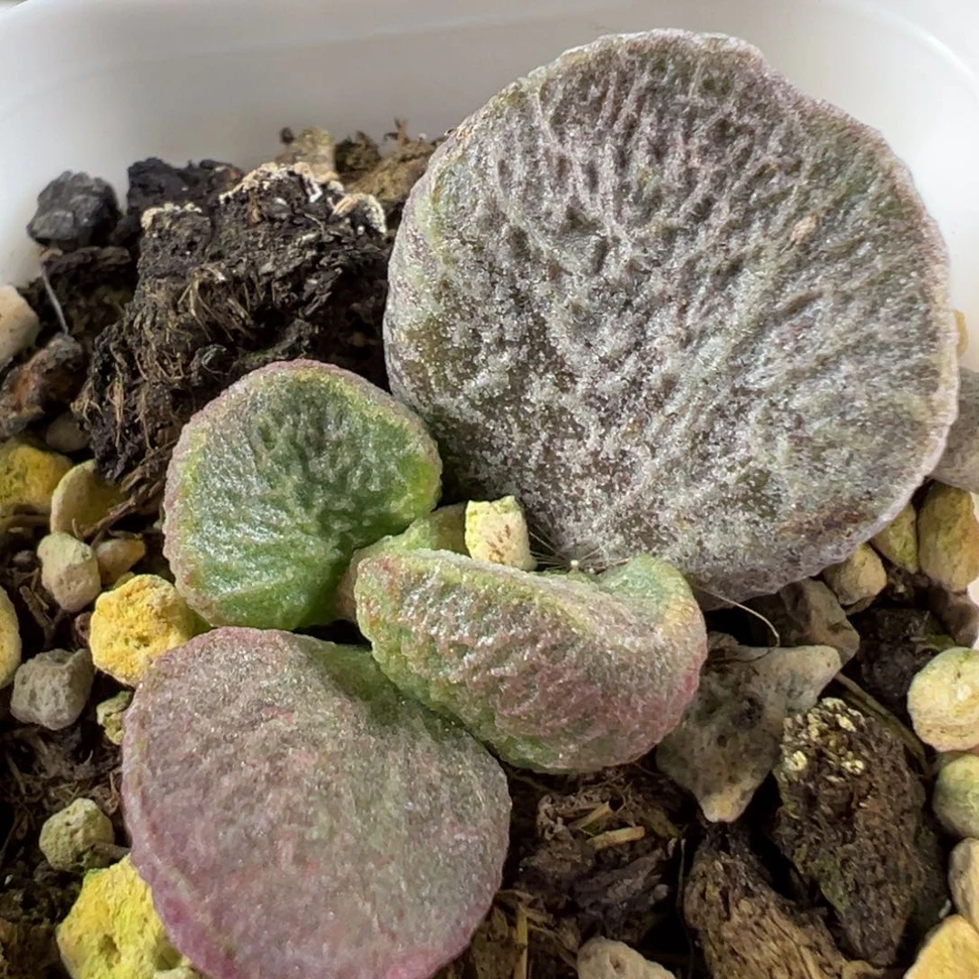 w纹路款实生新品多肉植物