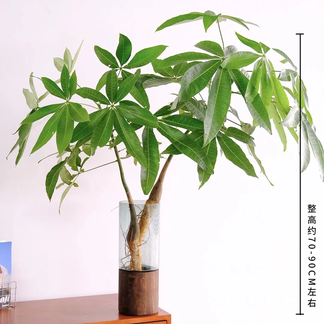 水培月光龙猫伞发财树 室内植物客厅四季好养办公室桌面绿植花卉