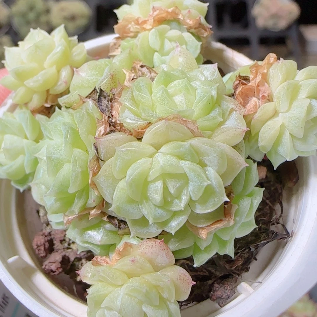 花语逸镜1027-241散