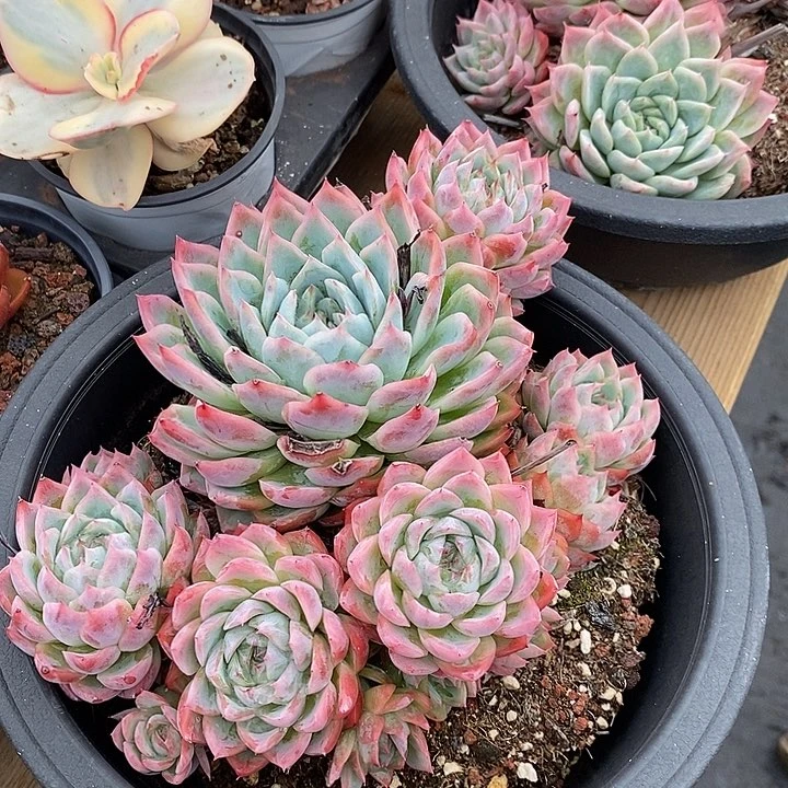 大孤星大盆大群去拍