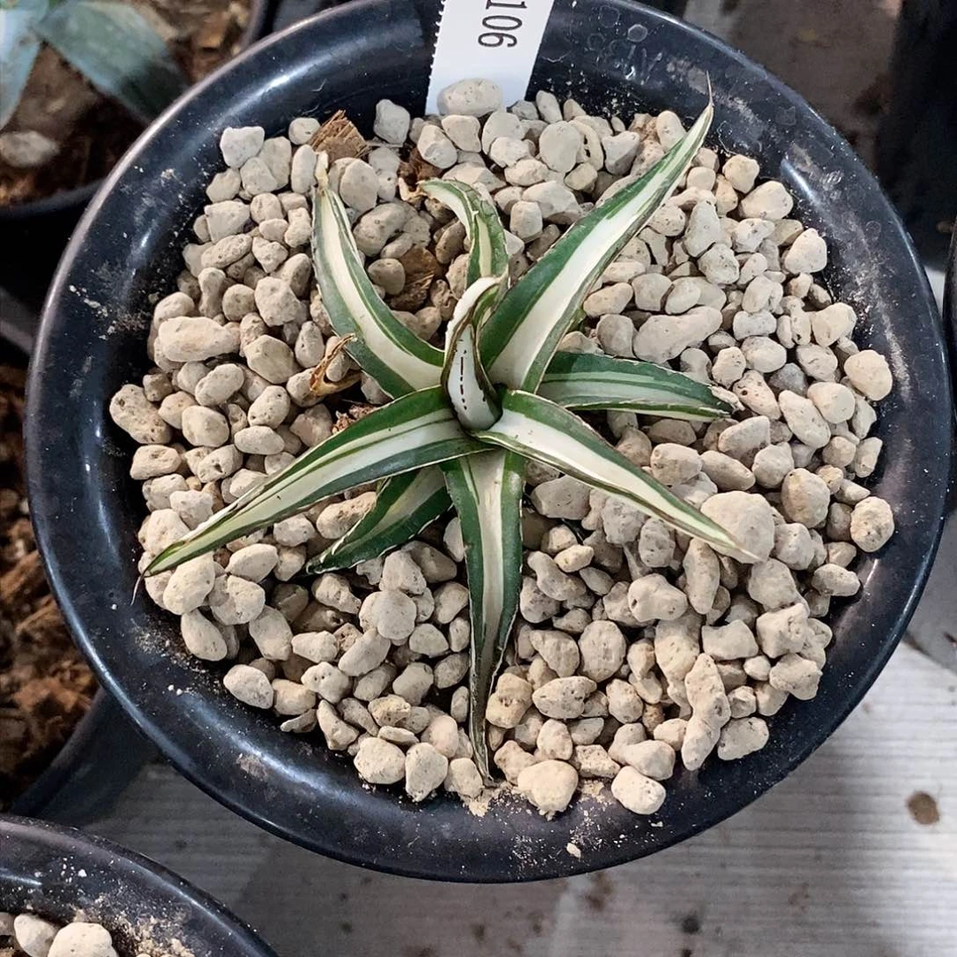 冰山白中班。龙舌兰。111