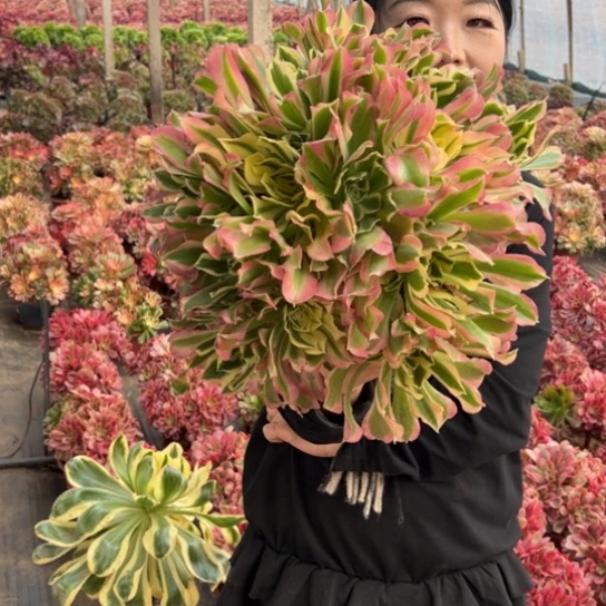 皱叶白凤一颗包邮福利