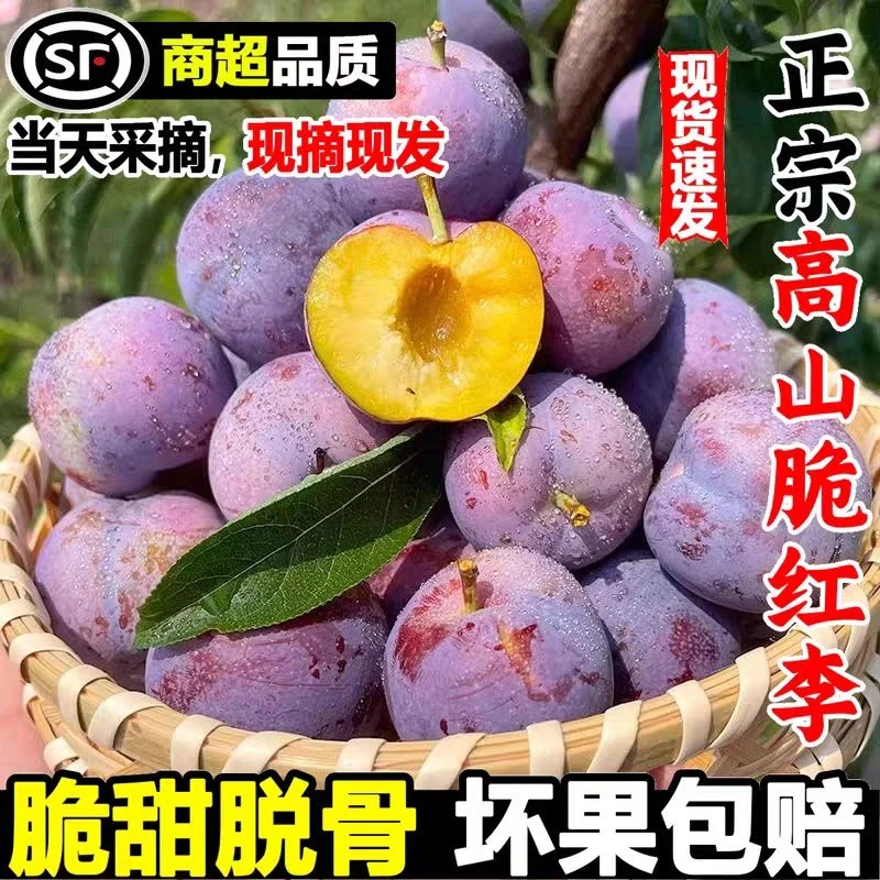 （顺丰包邮）四川汶川高山小脆红李脱骨李子新鲜采摘现摘现发