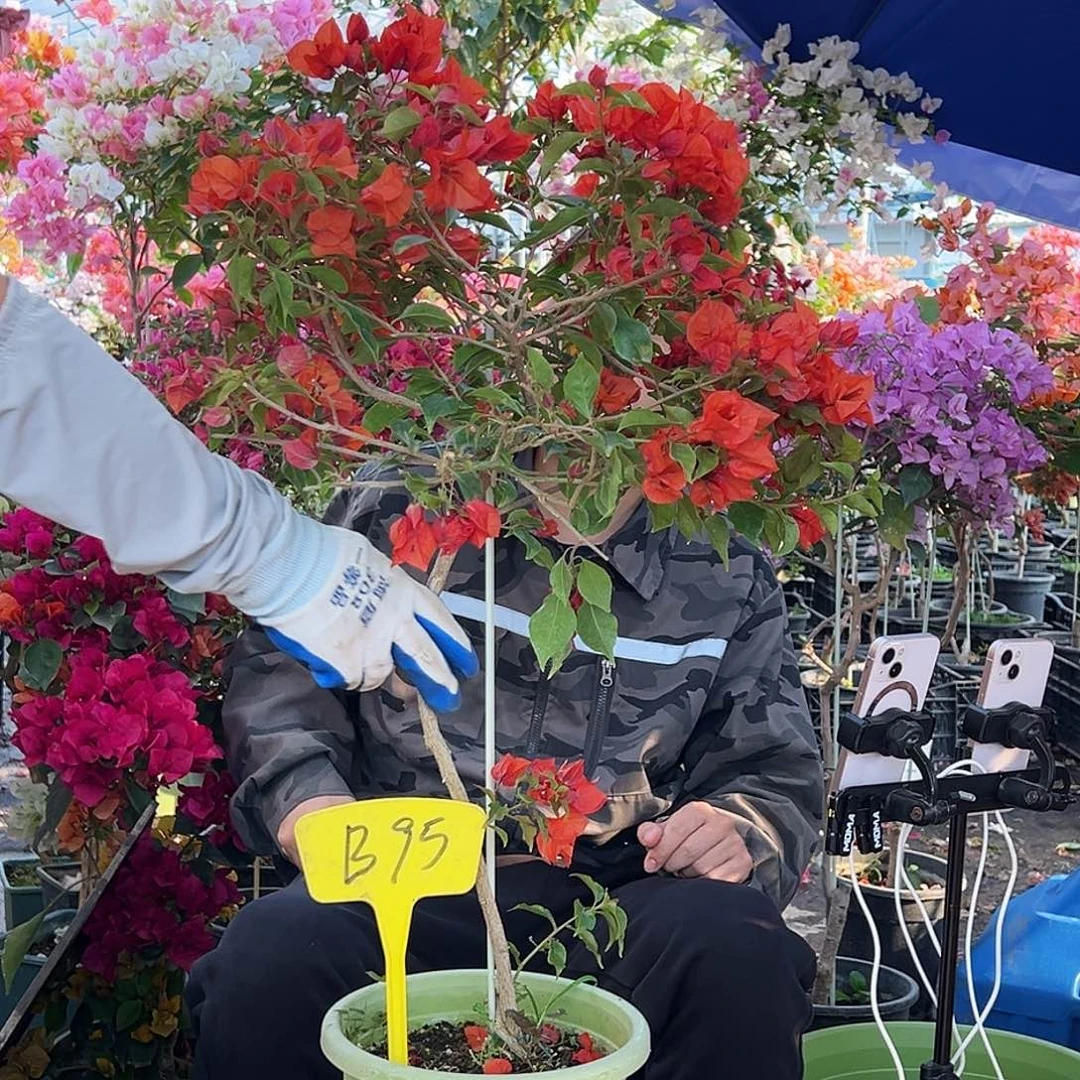 董***1大部分花苞少量开放B95红桑巴