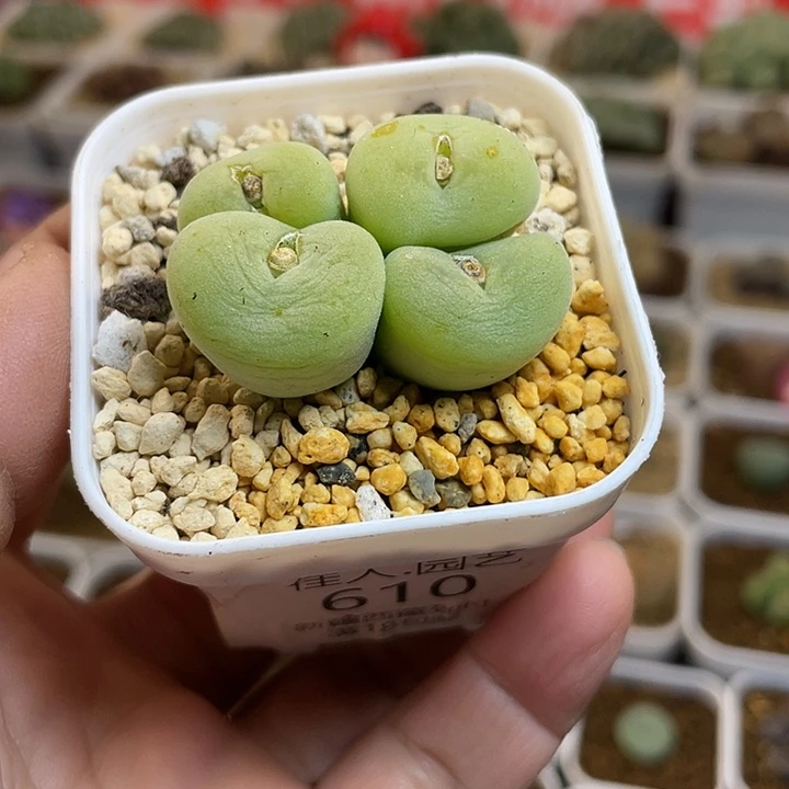 佳人园艺多肉生石花孔卡福610