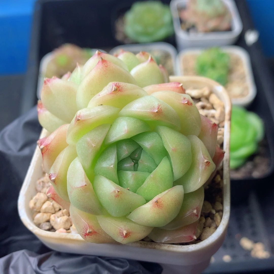 58包邮  群生不包整 113