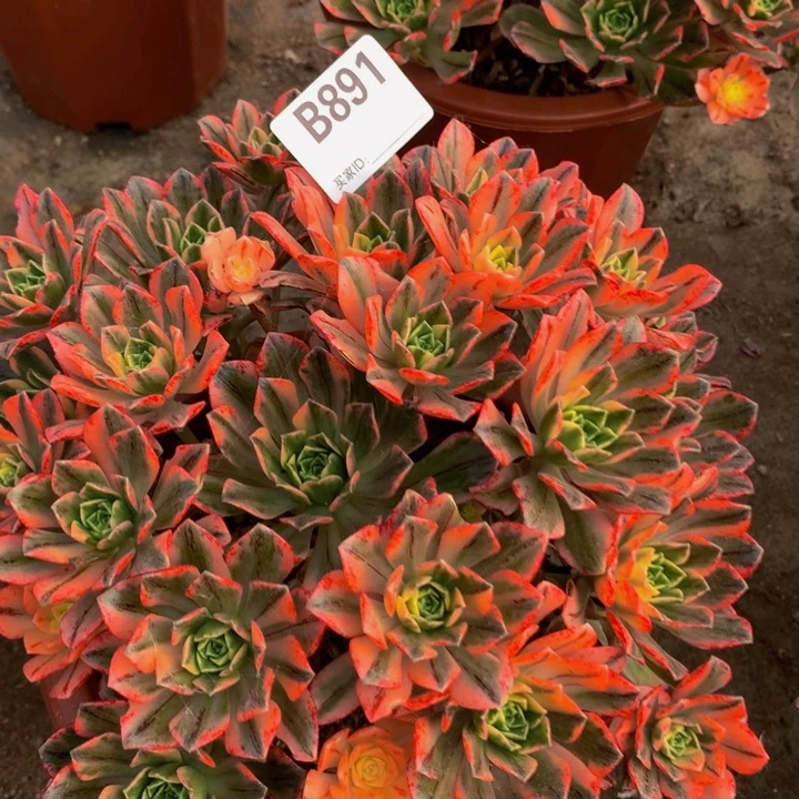 全部花朵891甜茶