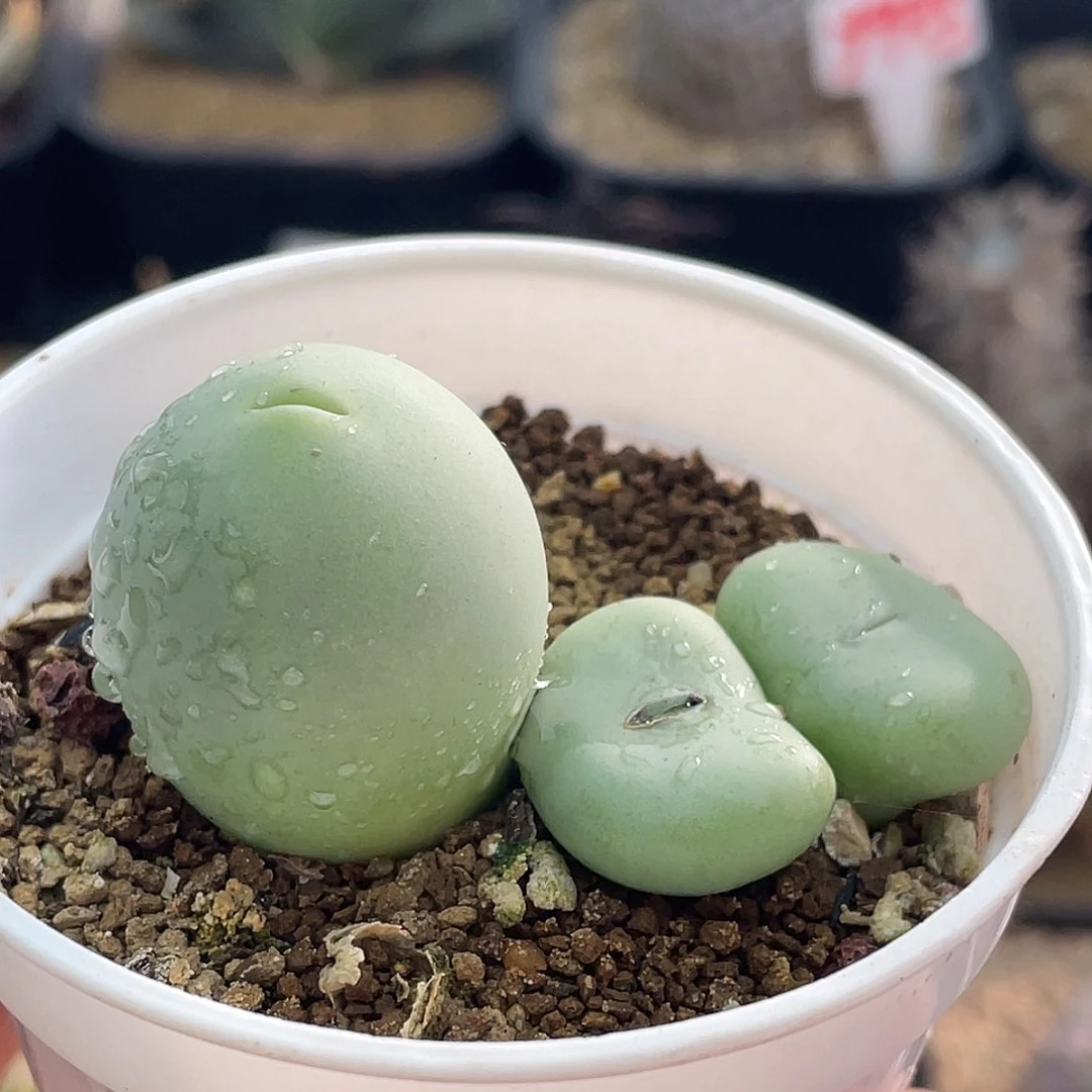 鸽子蛋大饼子仙人球