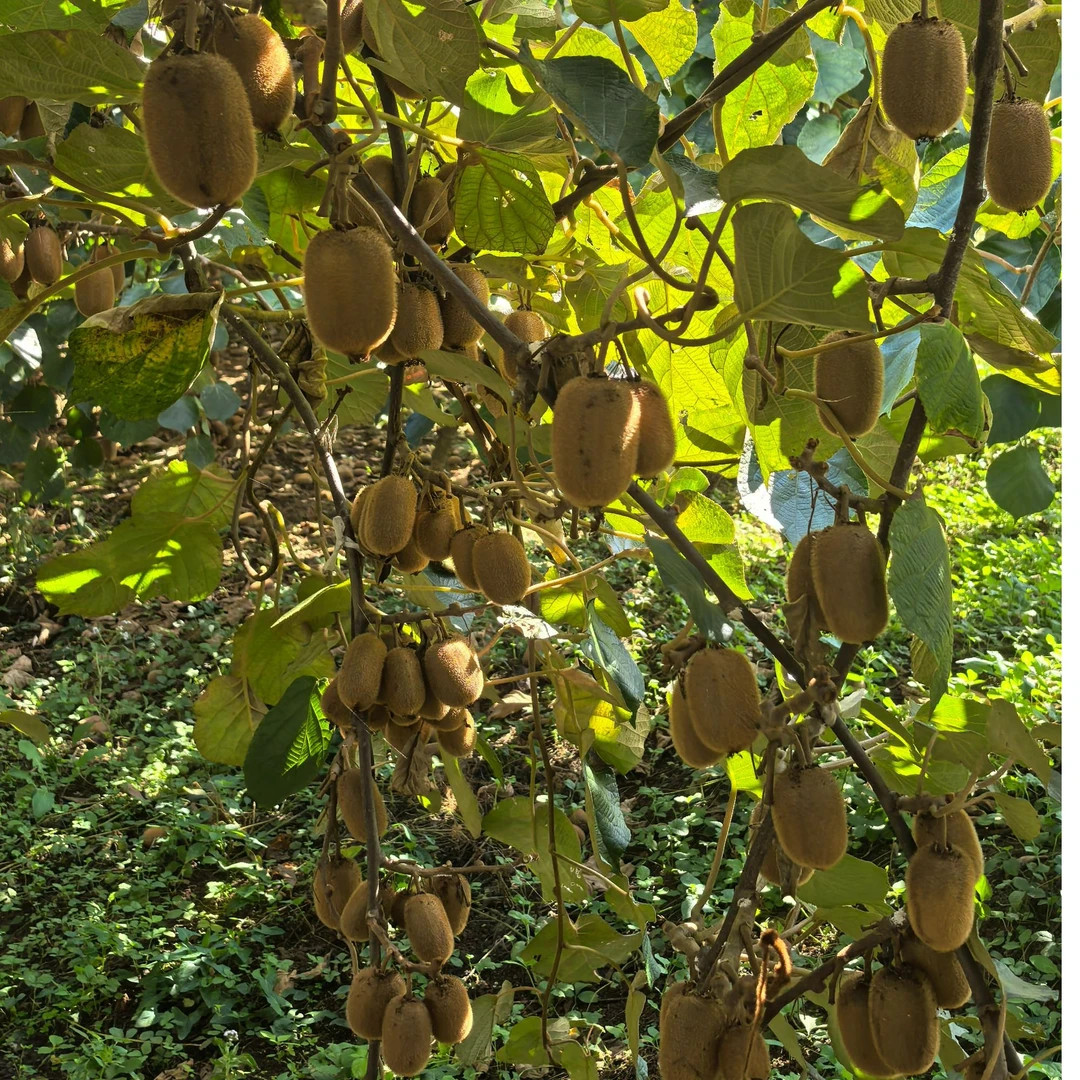 贵州长顺高山种植绿心猕猴桃新鲜香甜软糯应季水果产地直发