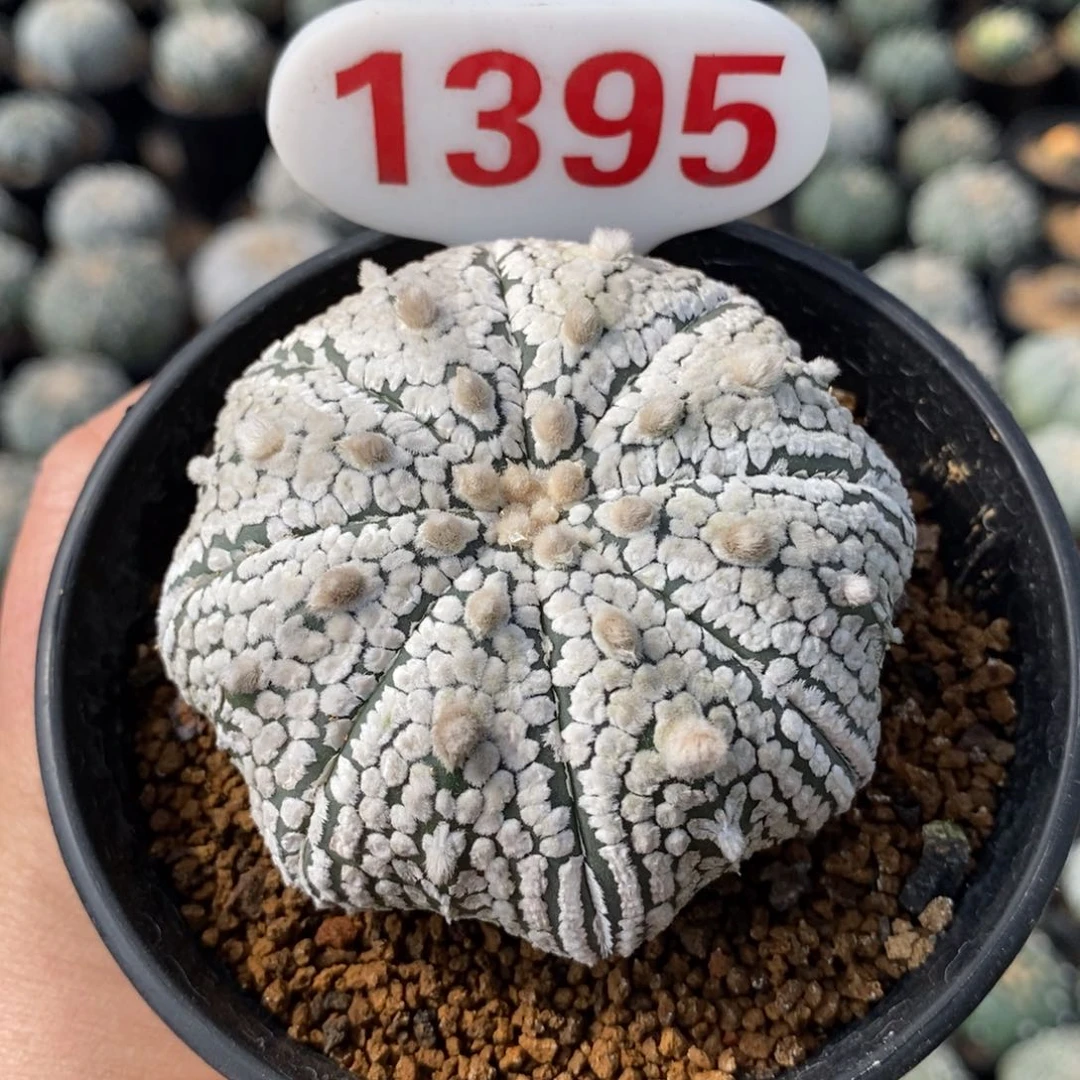 1395浓白海星福利