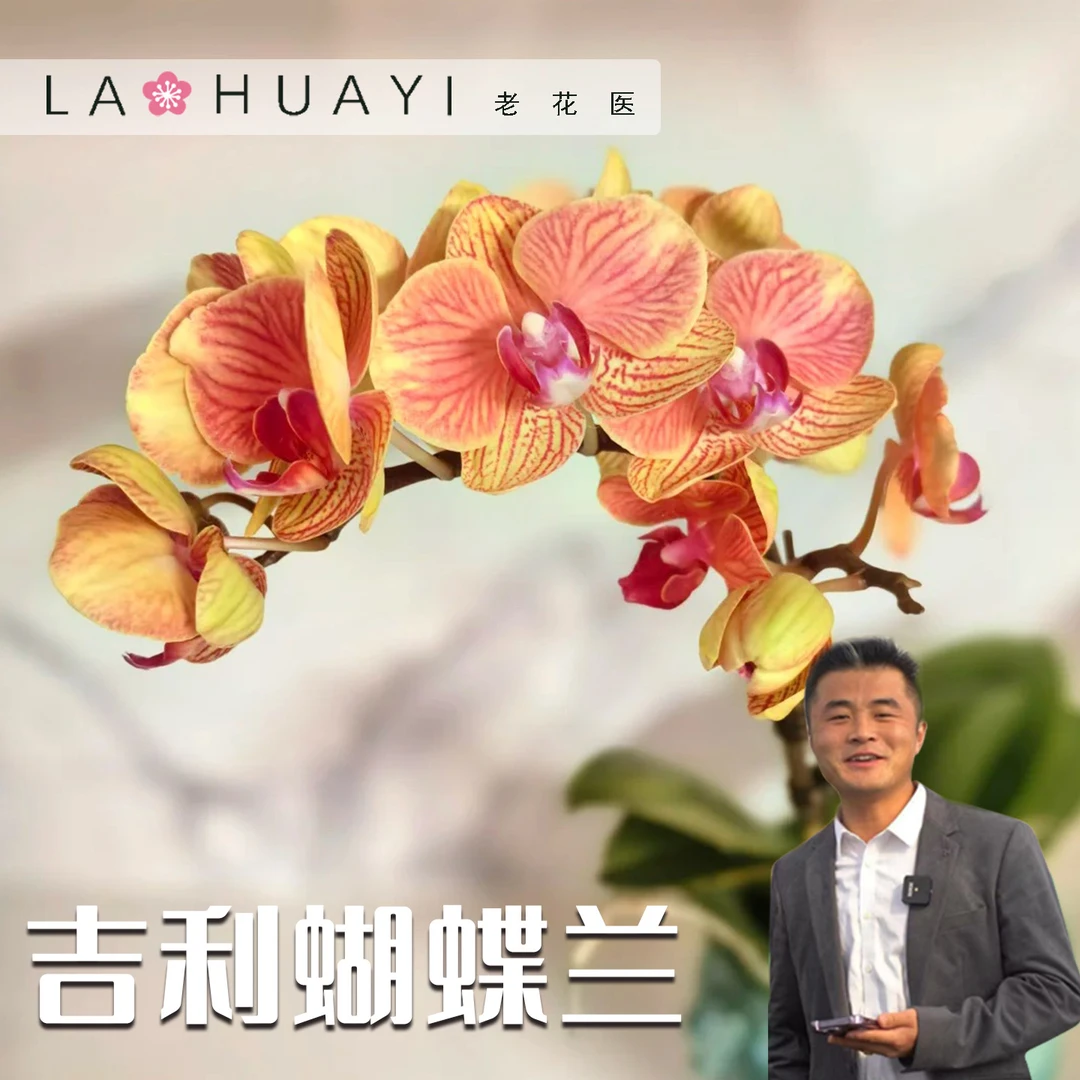 吉利蝴蝶兰盆栽室内种植观赏花卉四季好养活