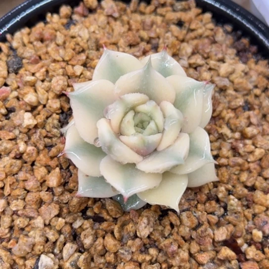 贝加尔湖锦 夏鸣园艺