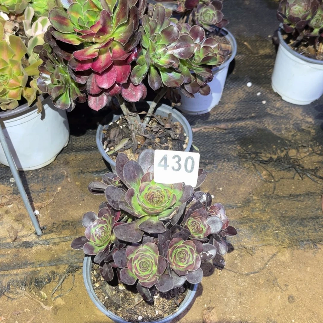 花蝴蝶迷你小手捧430号