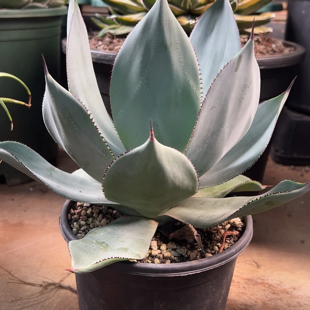 无花朵多肉植物白狐龙舌兰