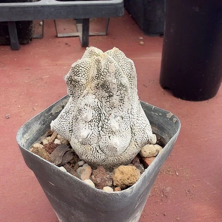 恩冢石化4仙人球