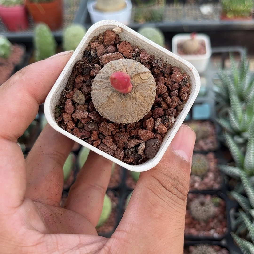 玫瑰大吉单头发货单头