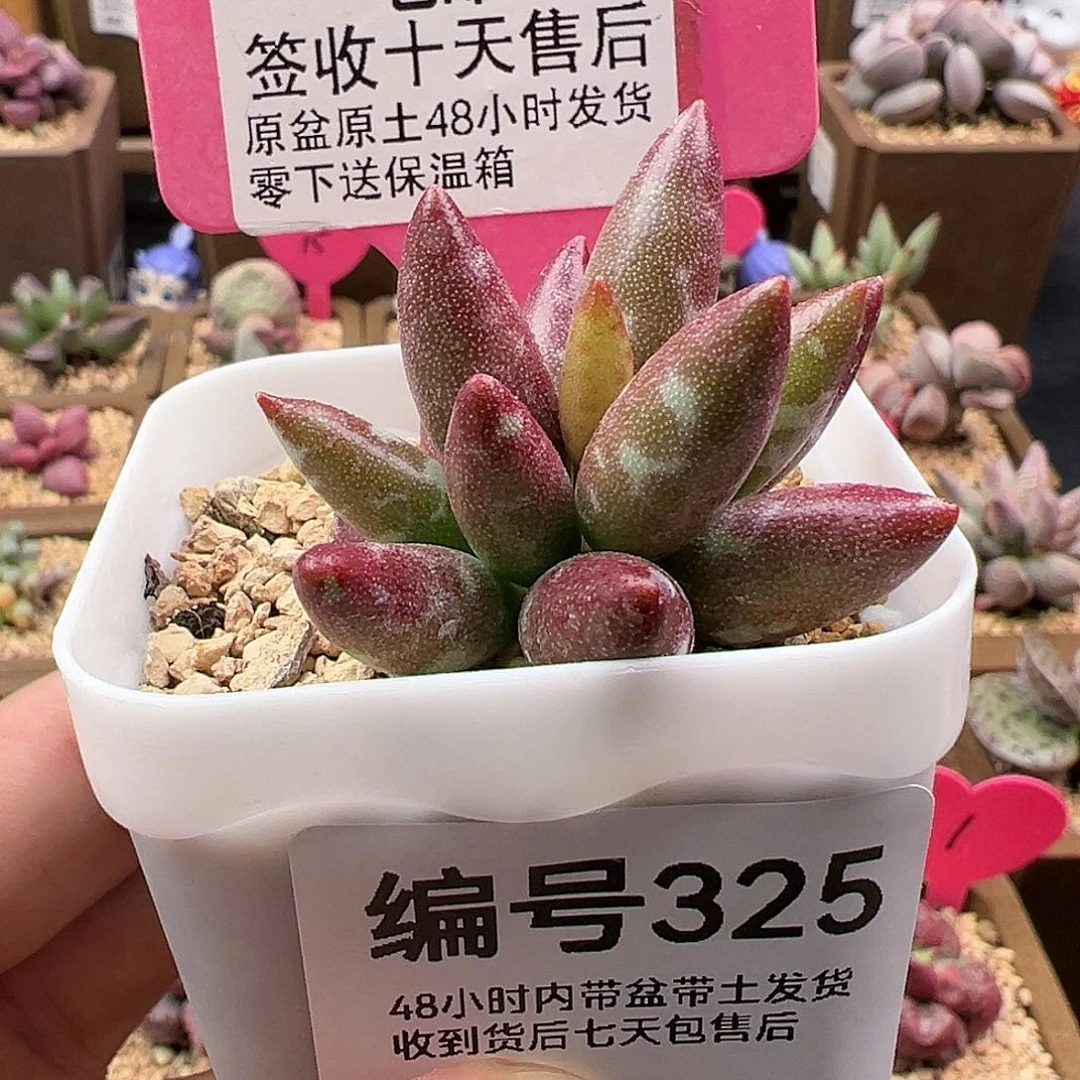 325梅花鹿多肉植物