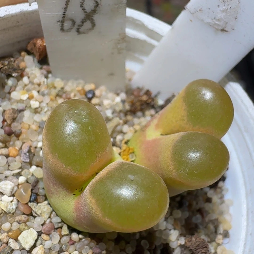 Zzzz生石花肉锥877磁铁