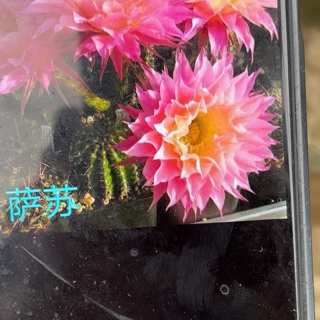 萨淑彩侧牙20包邮仙人球