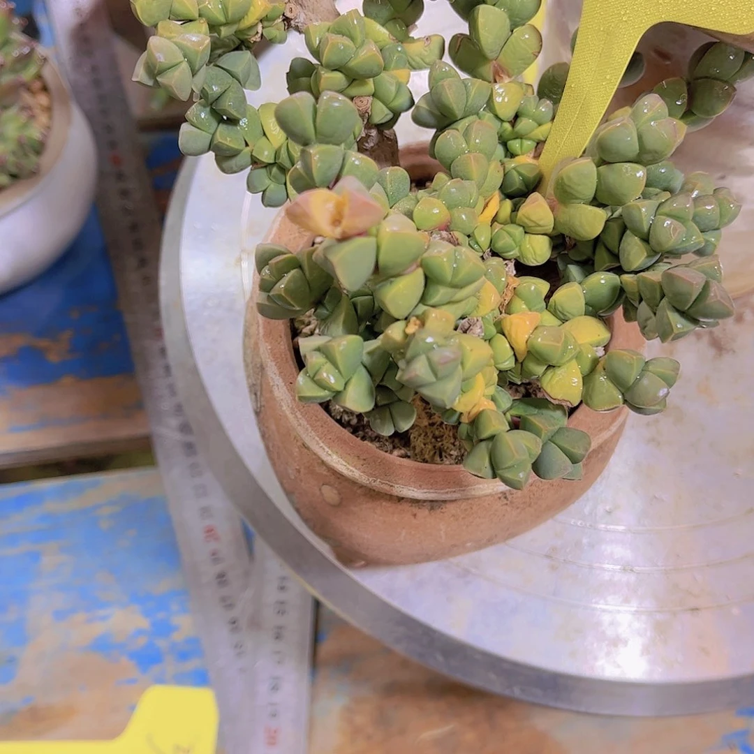 红陶相*多肉植物保护研究所