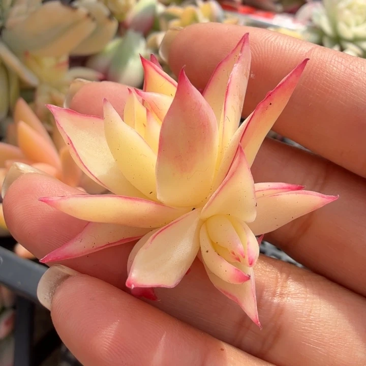 仅限欣赏啊全锦无根 惊鸿仙子锦