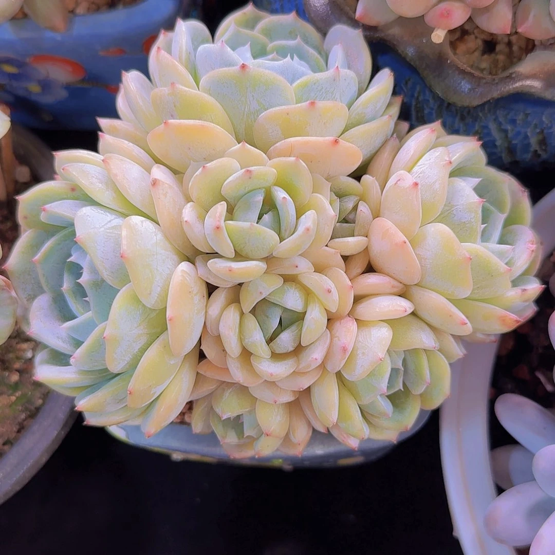 劳林多肉一物一拍