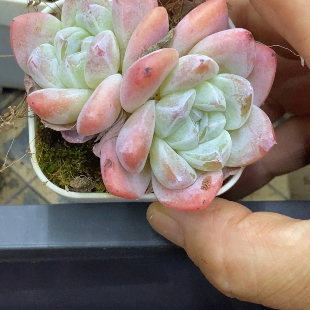 精品多肉一物一拍不包整392