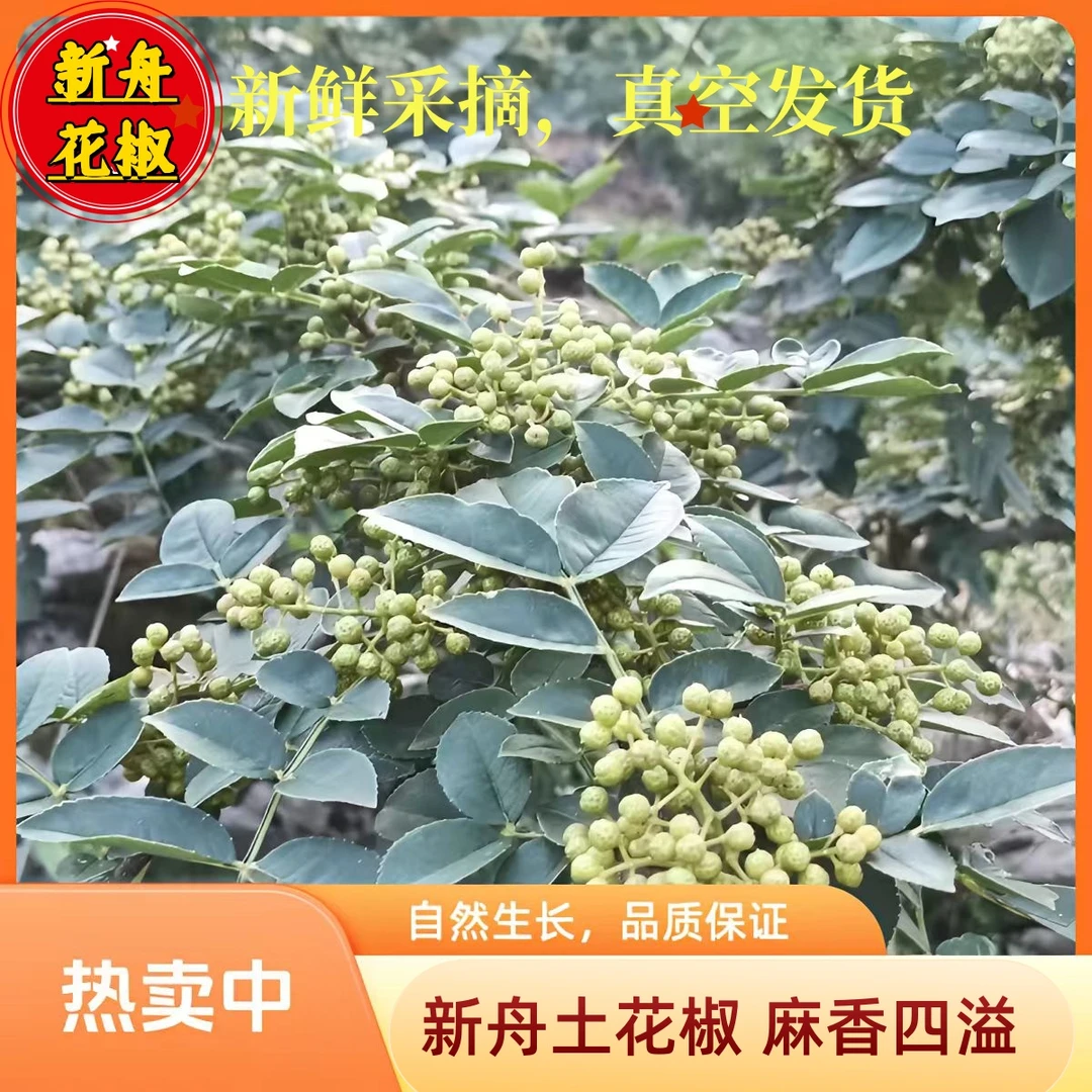 正宗新舟特产七叶土花椒食用麻香四溢新鲜新舟土花椒