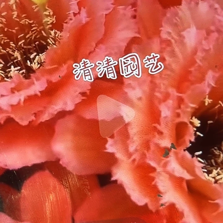 清清霞光满天侧牙瑕疵歪