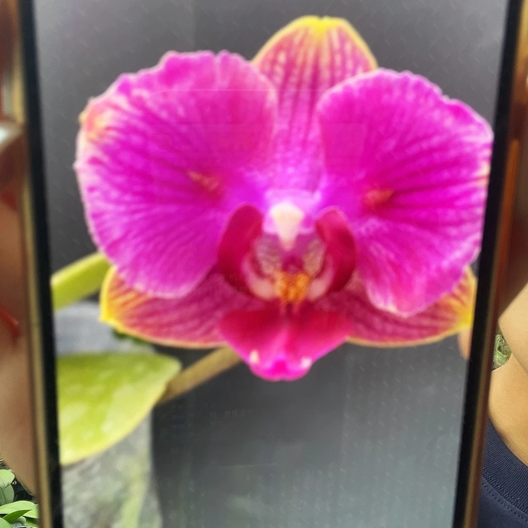 完全开放jn126苗1.7寸杯保根叶苗好