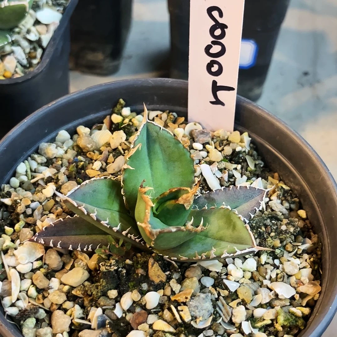 龙舌兰优选绿幽灵8005号背刺