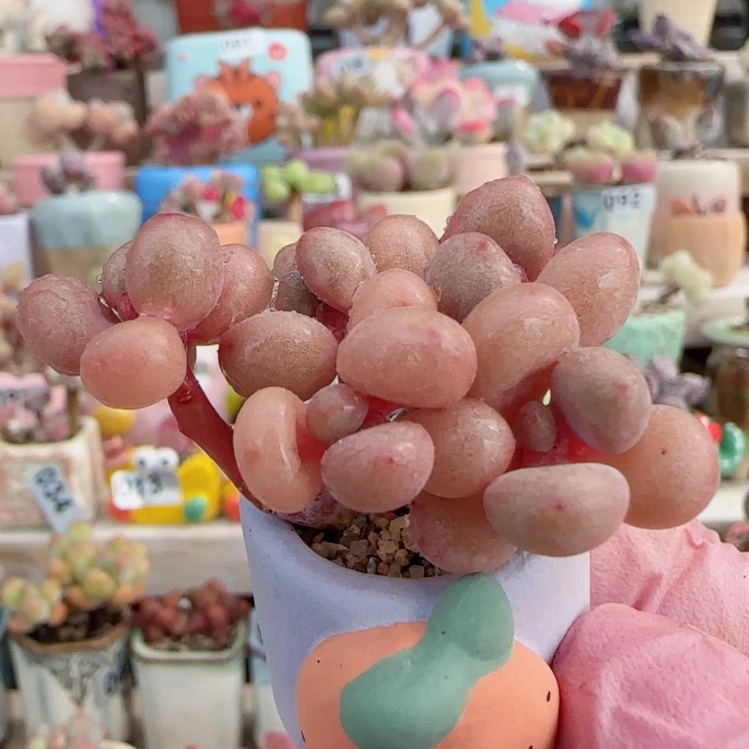 手捧桃蛋 盆口2cm