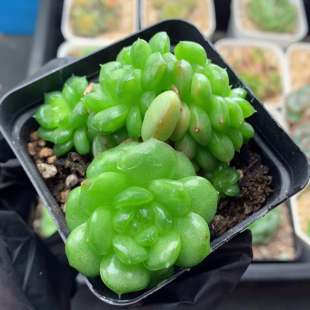 58包邮  群生不包整灯泡珍妮60