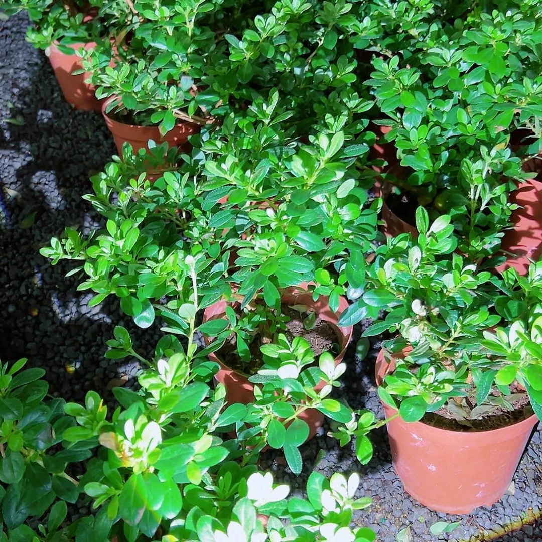 无花朵盆景皋月杜鹃保祤惠