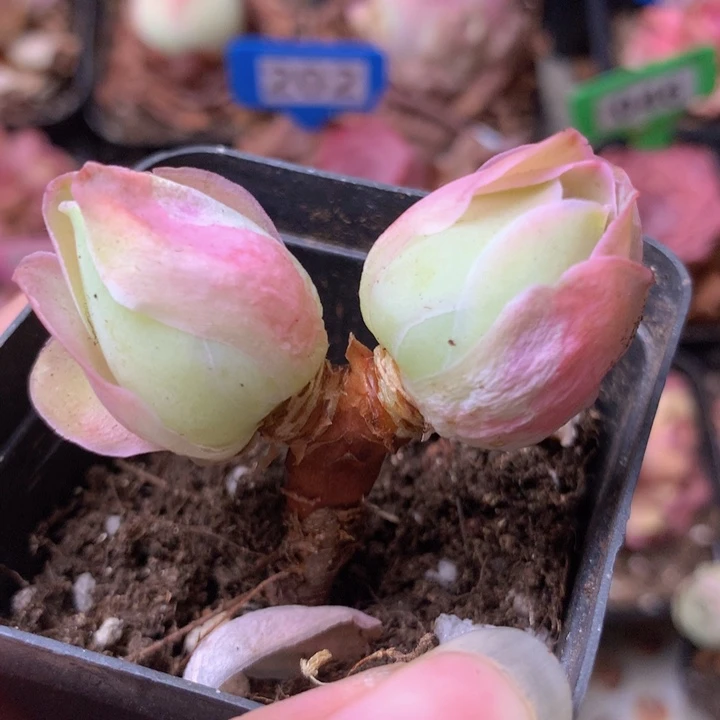 一物一拍果粒橙135